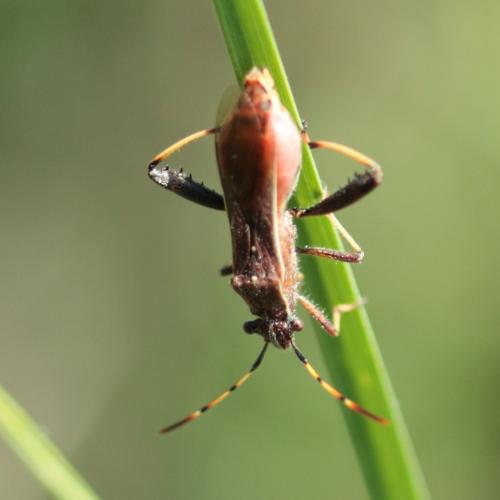 Camptopus lateralis